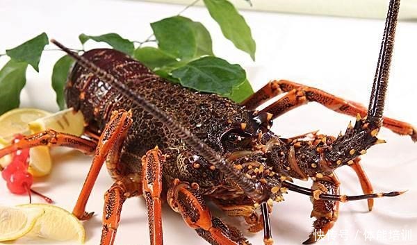 龙虾界的冒牌货,只因名字里有“龙虾”二字,“骗”了吃货不少钱