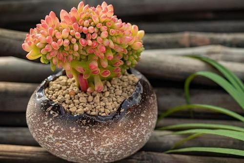 速率|多肉没状态,三动作“虐一虐”,催出缀化感,养成老桩值上万块