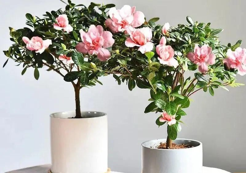 这样“年货”你备了吗？年宵花图鉴（下）请查收