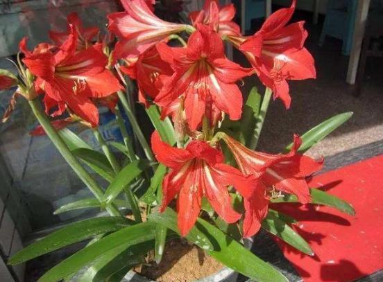 犯愁养花还是种菜别选了，种植8种蔬菜盆栽看着五颜六色