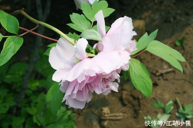 始吐|皮日休:落尽残红始吐芳，佳名唤作百花王