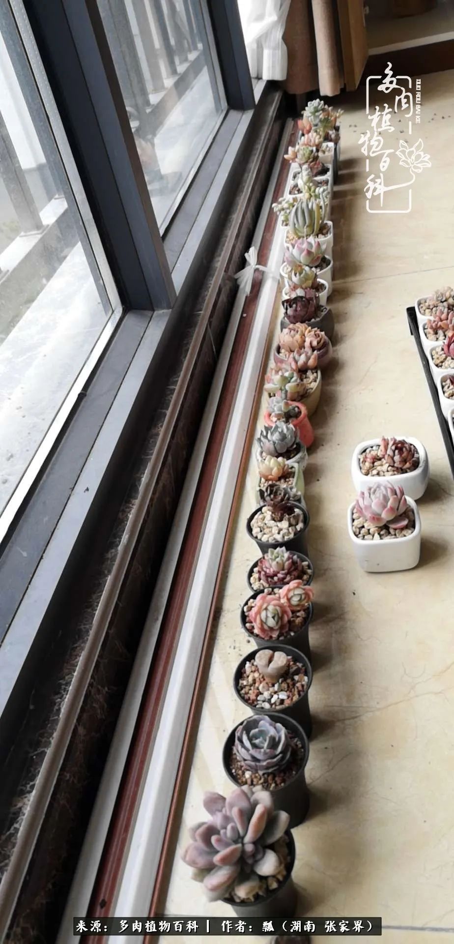 干货新手在多肉的选购、配土、上盆、养护环节走过的误区!