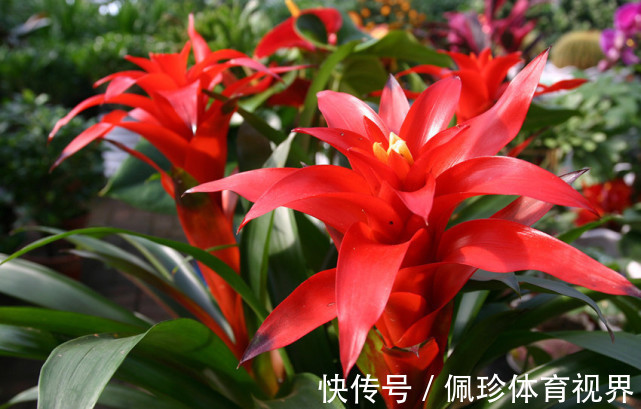 分享9种有格调的“旺财花”,除了好看,还吉祥,寓意财源滚滚