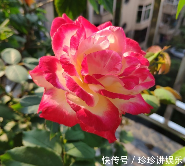 10个最奇葩的月季品种,你可能一个都没见过!