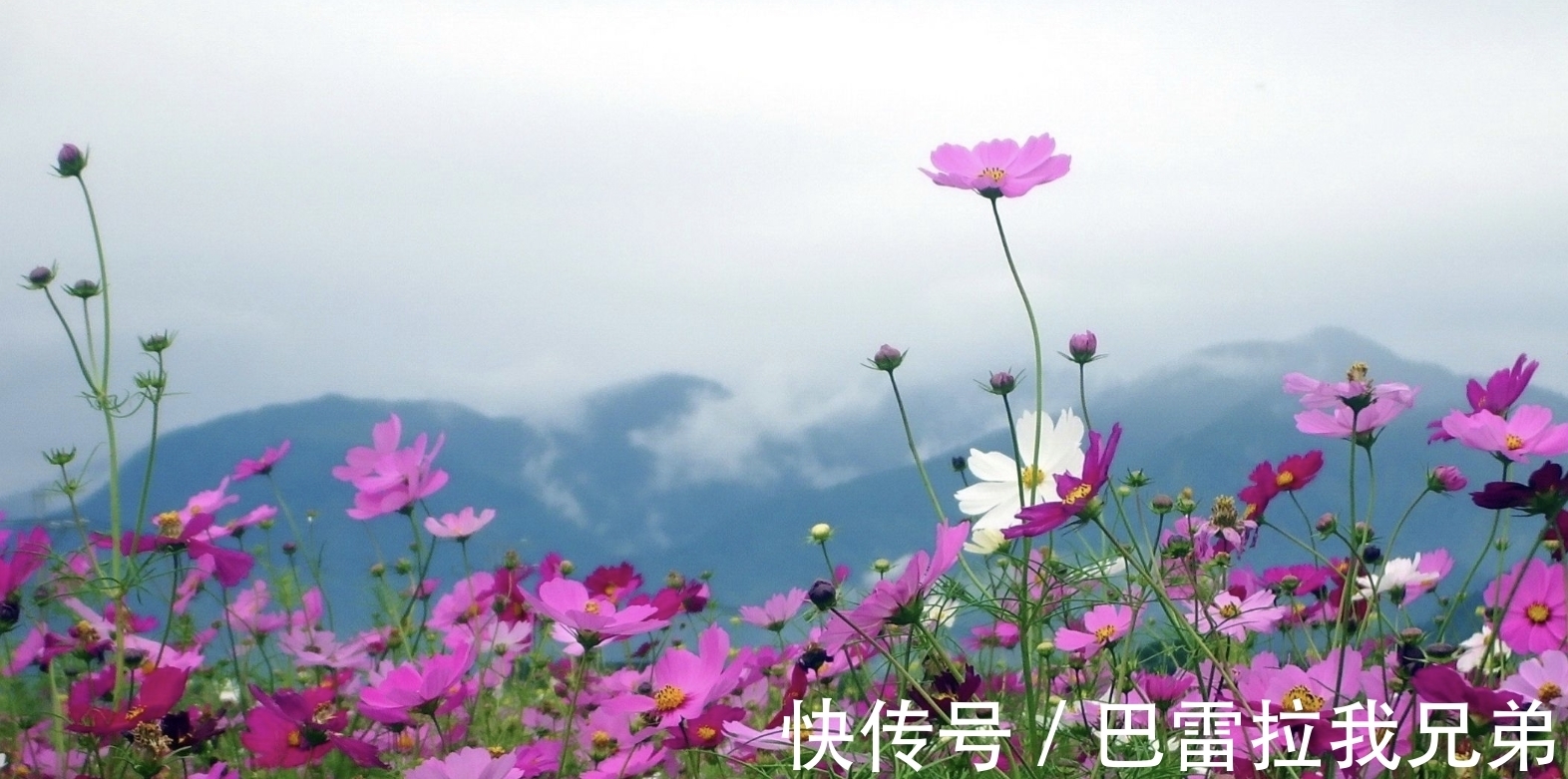 前任|8月，良缘回归，爱情运飙升，桃花入梦，3生肖不负真心，前任回头