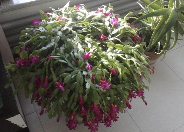 施肥|爷爷养“蟹爪兰”,每隔2个月用“1个蛋”,不去施肥,冬天开花多