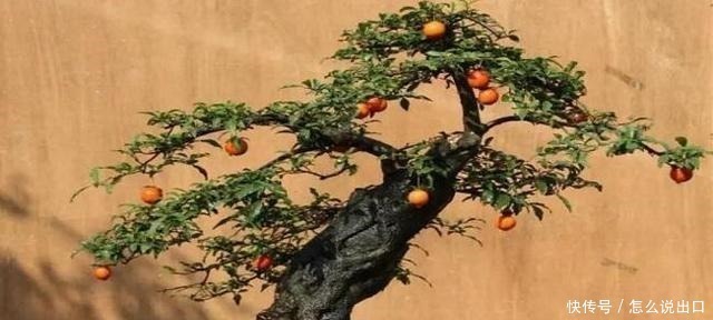 “值钱”的2种花,放家里养,越来越“富有”,第2种能卖上万!