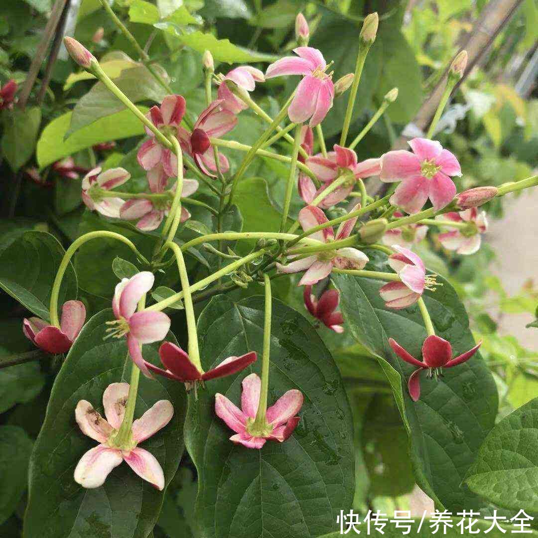 楼房|楼房养花也能养成大花园，选对植物半年爬成花墙，特省心