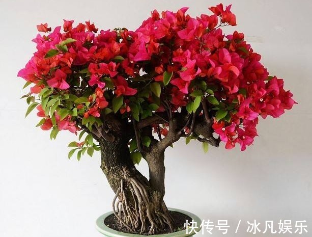 养三角梅,大爷有“妙招”,花苞“翻倍长”,次次开花都“爆盆”