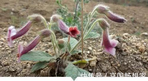 熟地黄|小时候常见却叫不出名字的植物,太全了