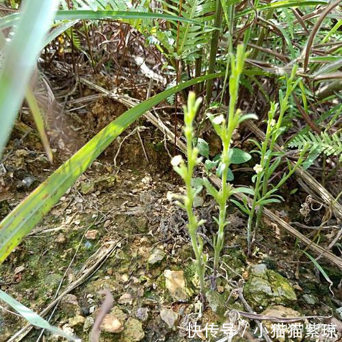 中药材|人称“孩儿草”，小时候挖来换零食，如今千元一斤，遇到要珍惜