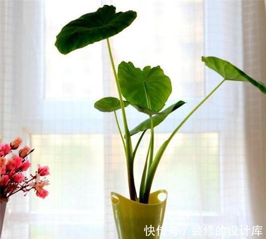 吃剩|还在花钱买绿植?5种吃剩的蔬菜,给点水就能长成盆栽