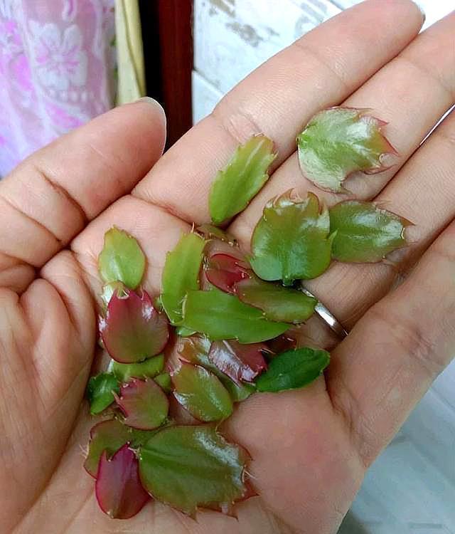 蟹爪兰“软趴趴”,叶子薄不开花?改3个“小毛病”,开成花大树