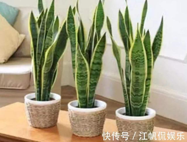 家里客厅适合养什么花此3款对身体好,还能纳福又聚财