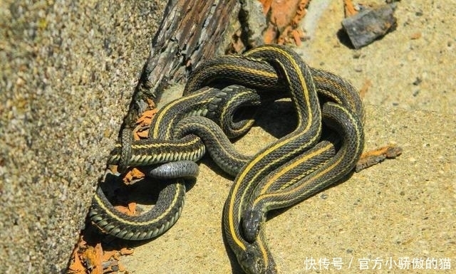 始末|中国1983年蛇灾是怎么回事？揭秘关于1983年中国蛇灾始末