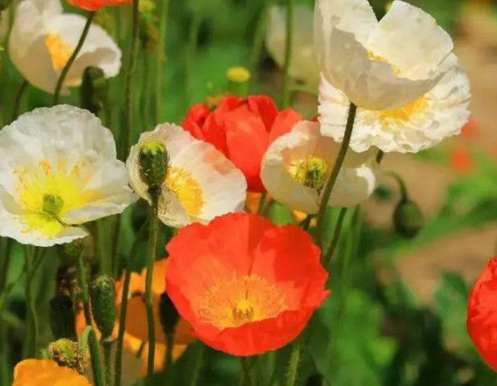 4种花很漂亮,好养易活能爆盆,漂亮易爆盆,开花多花期长