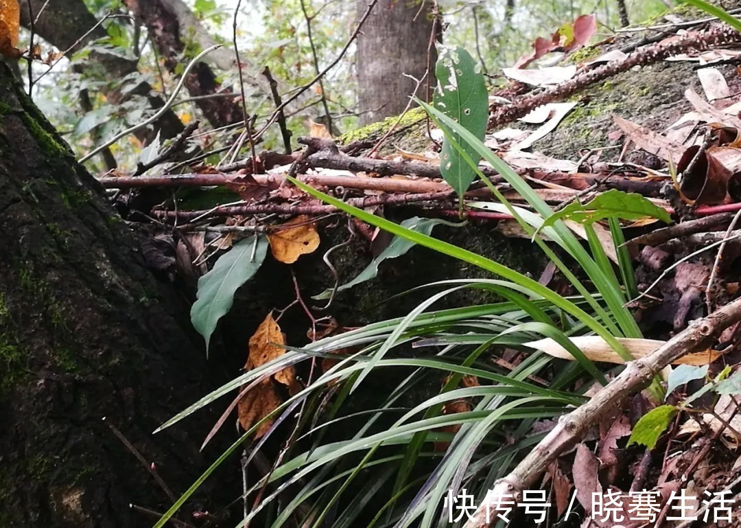 兰花|这样的兰花，无论怎么施肥都不开花，磷酸二氢钾也不行