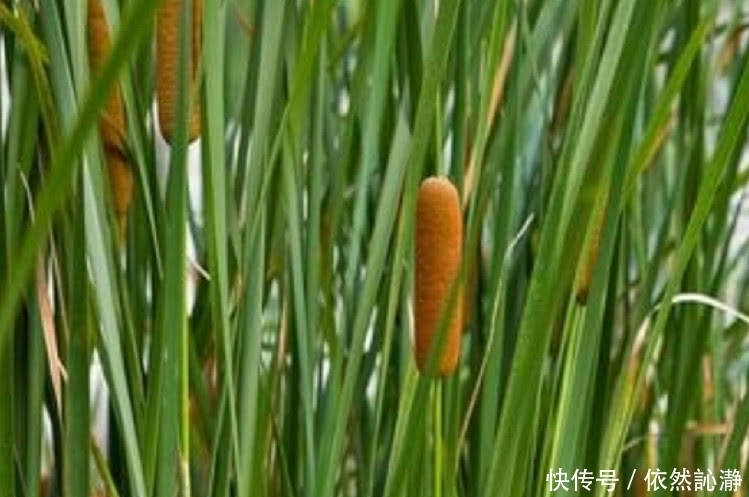 农村街边一种野草“火”了,农民称为“火腿肠”城里人吃过的不多