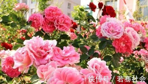 养花达人养花,就喜欢在盆里埋点它,养啥都旺,比花肥都强!