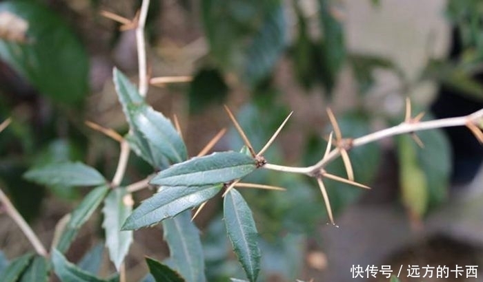 三颗针(刺黄莲)以前看见老人挖,现在才知道它的利用价值之高