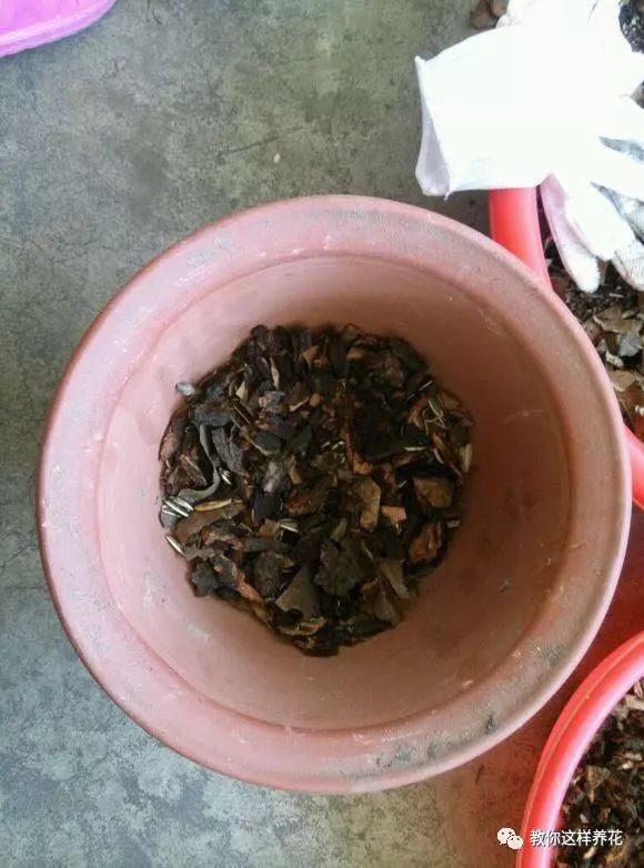 老花匠：扔4种“东西”，就是扔钱，比花肥还好用，不花钱！