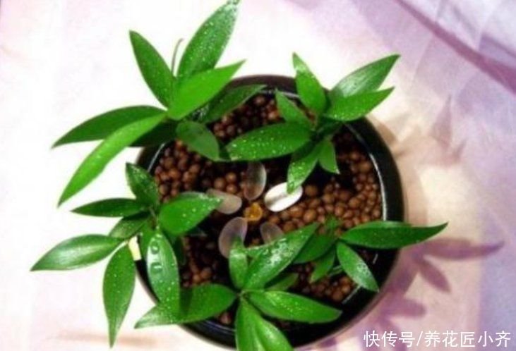 养花总烂根怎么办?预防是关键,做好这7点,想烂根都难