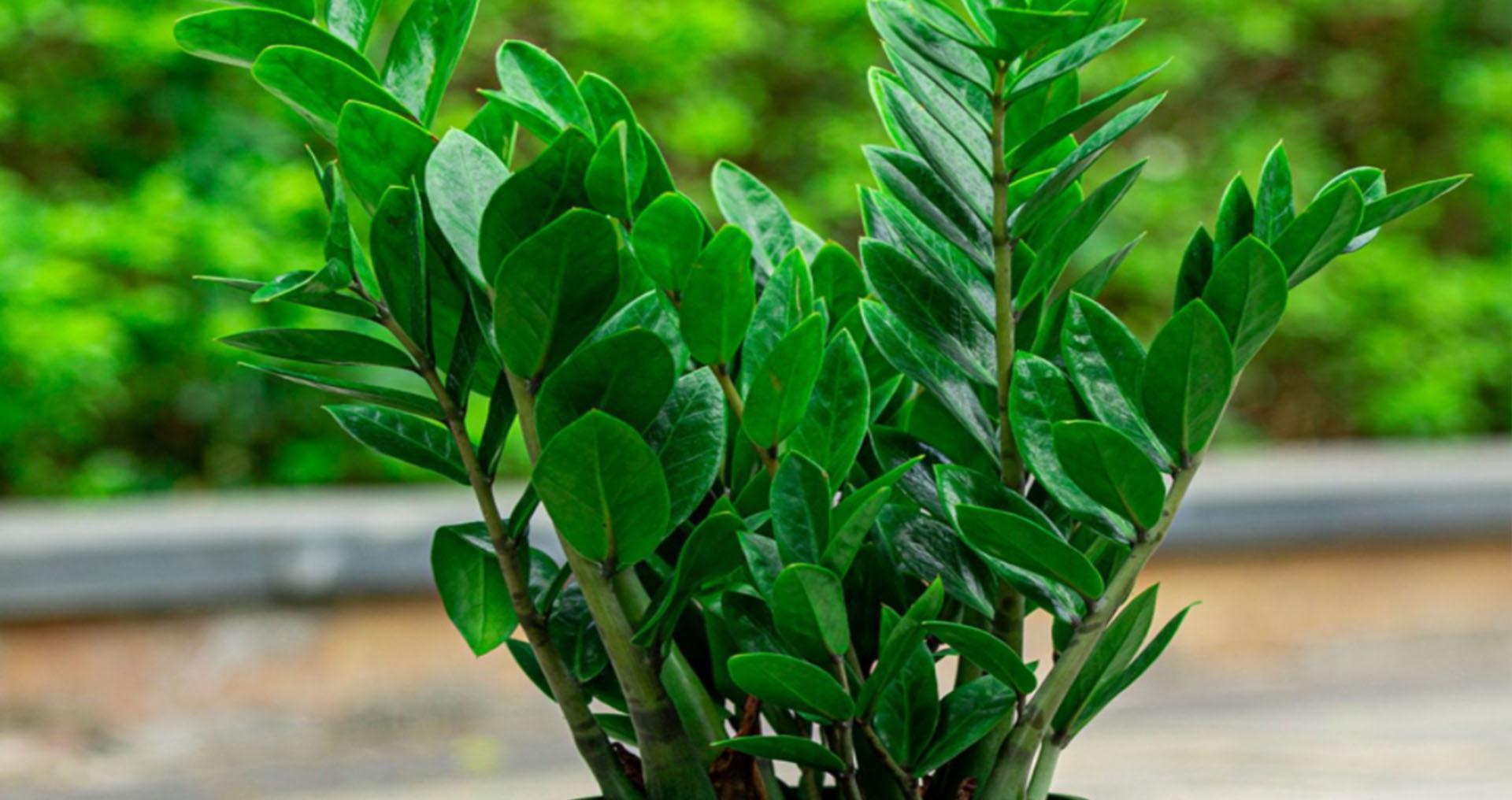 金钱树|金钱树冬天怎么养?2个重点要了解,避免黄叶掉叶,茎杆黑腐