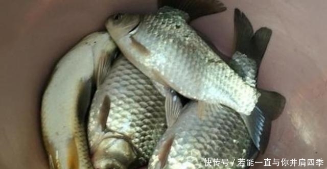 诱惑力|蚯蚓“万能”饵,只需按我说的用,不吹不黑,钓上的鲫鱼都很大