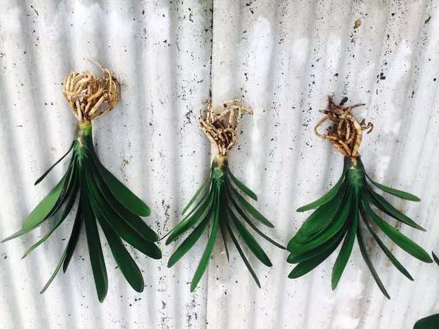 君子兰“烂根”巧处理，学会1招，2个月根系长满盆，比以前还壮！