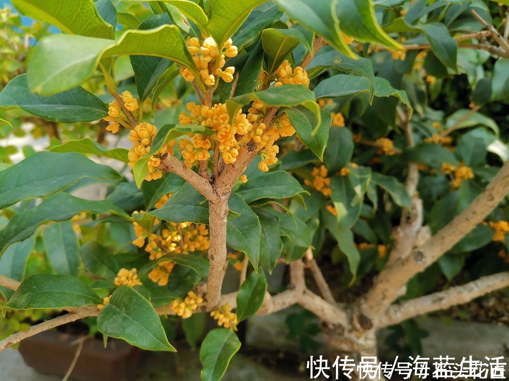 家里有5种花，12月之前要“动剪刀”，舍得剪、花量翻倍