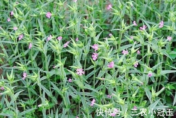 麦地|麦地里的”野菜“,城里人当杂草,殊不知功效丰富价值珍贵