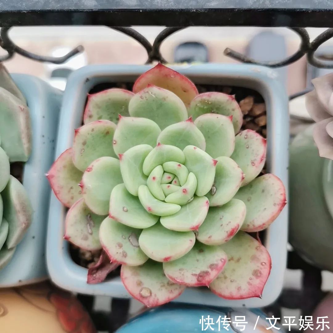 一组逆袭成功的多肉给它时间,它就会给你好看!