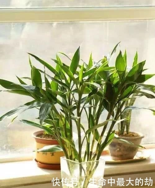 绿萝|厉害了!这12个养花技巧超级实用,新手花友别错过哦!