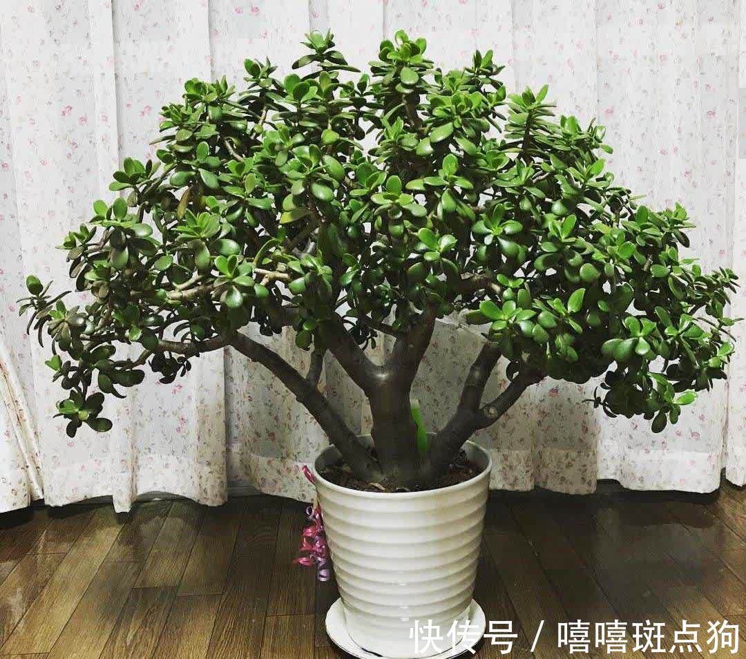 室内想养大盆镇宅花,建议从这10种里面选,听名字就很霸气