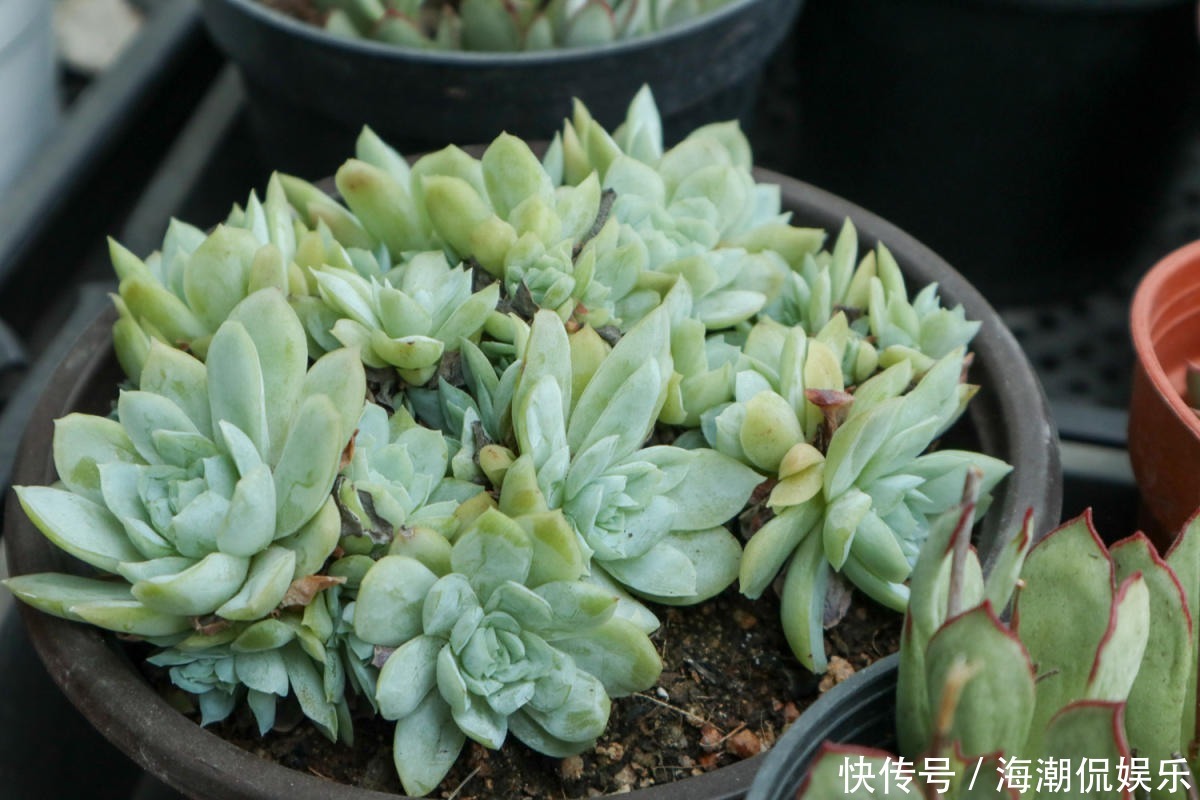 老花匠的养肉秘方,避开5个坑,才能养出结实多肉