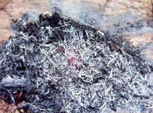 蚜虫太多灭不尽，一个小窍门，不用打药灭蚜虫，效果真的好!