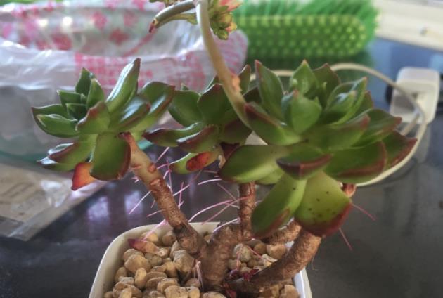 浇水|多肉长“胡须”并非无缘无故,不早点处理问题大了