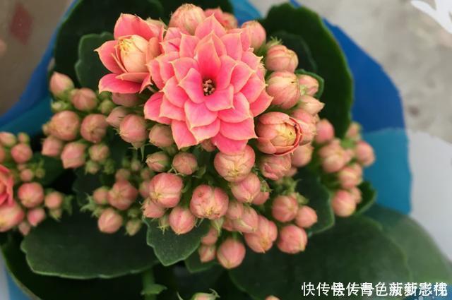 11、12月,长寿花蟹爪兰容易饿,7天喂1次,花苞挤着长