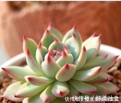 多肉|4种多肉，适合新手养，丢土里就能活，独苗一年长一群