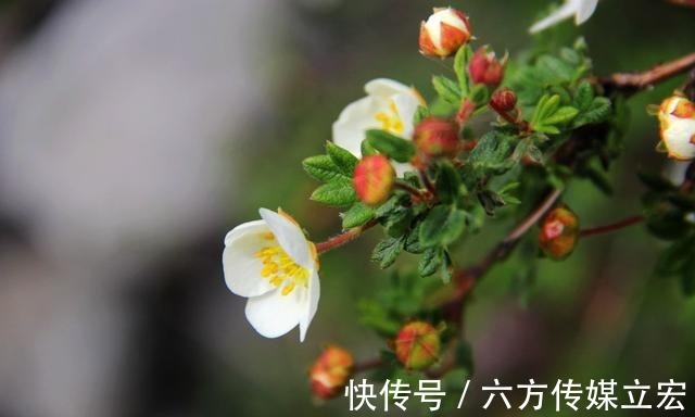 杜鹃花|青海夏季的山坡是这么的美丽，杜鹃花是最好的花