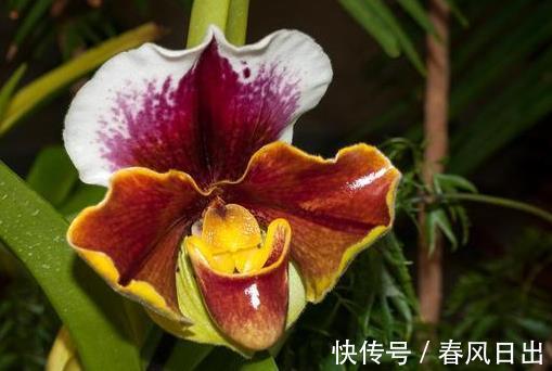 根系|前人传下来的养兰“8字经”,是对养好兰花的经验和总结,赶紧学