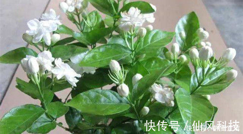生根|“3种花”扦插正当时,剪个枝插盆里,15天就生根,成活率高