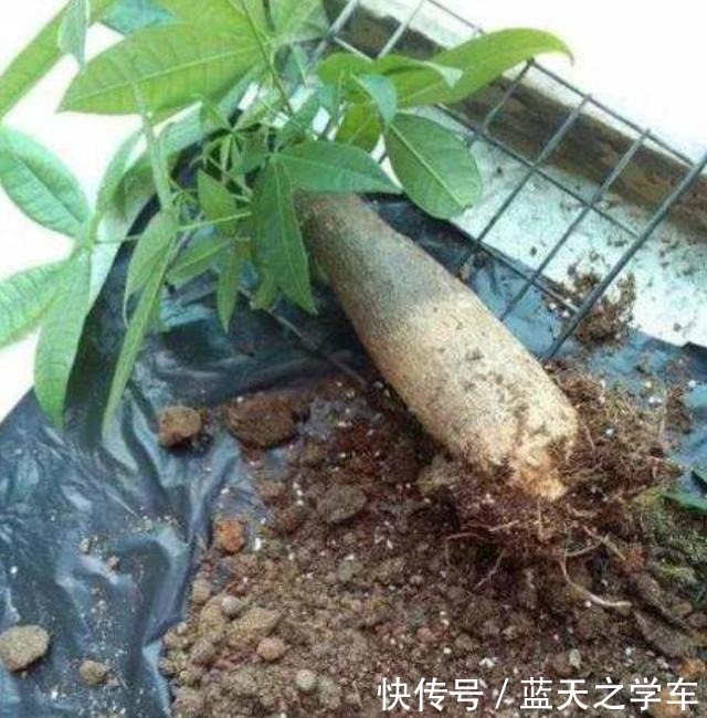 了解发财树的“三喜三怕”,少黄叶烂根,再也不说它难养!