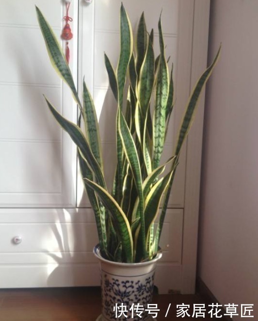 侧芽|虎皮兰不够油绿,不长侧芽?其实只需注意3个要点,想养不好都难