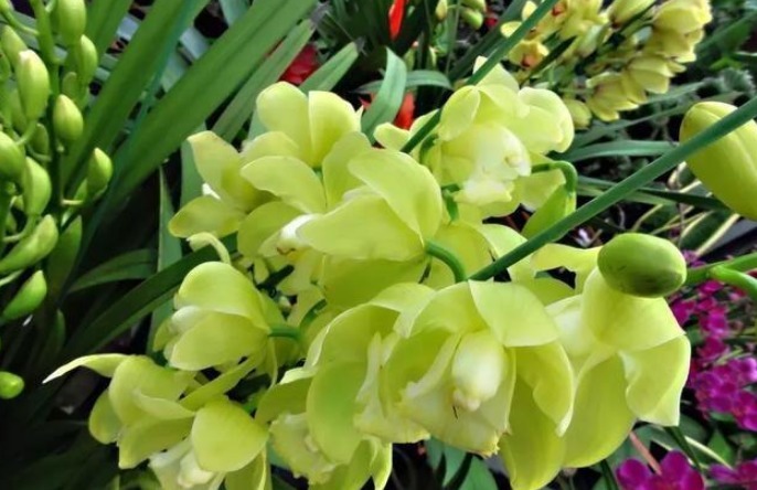 做好|“兰花”怎么养做好5点,叶子油绿,开花多,又香又好看!