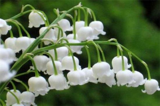 世界上十大最妖娆最毒的花，你喜欢的花在其中吗？