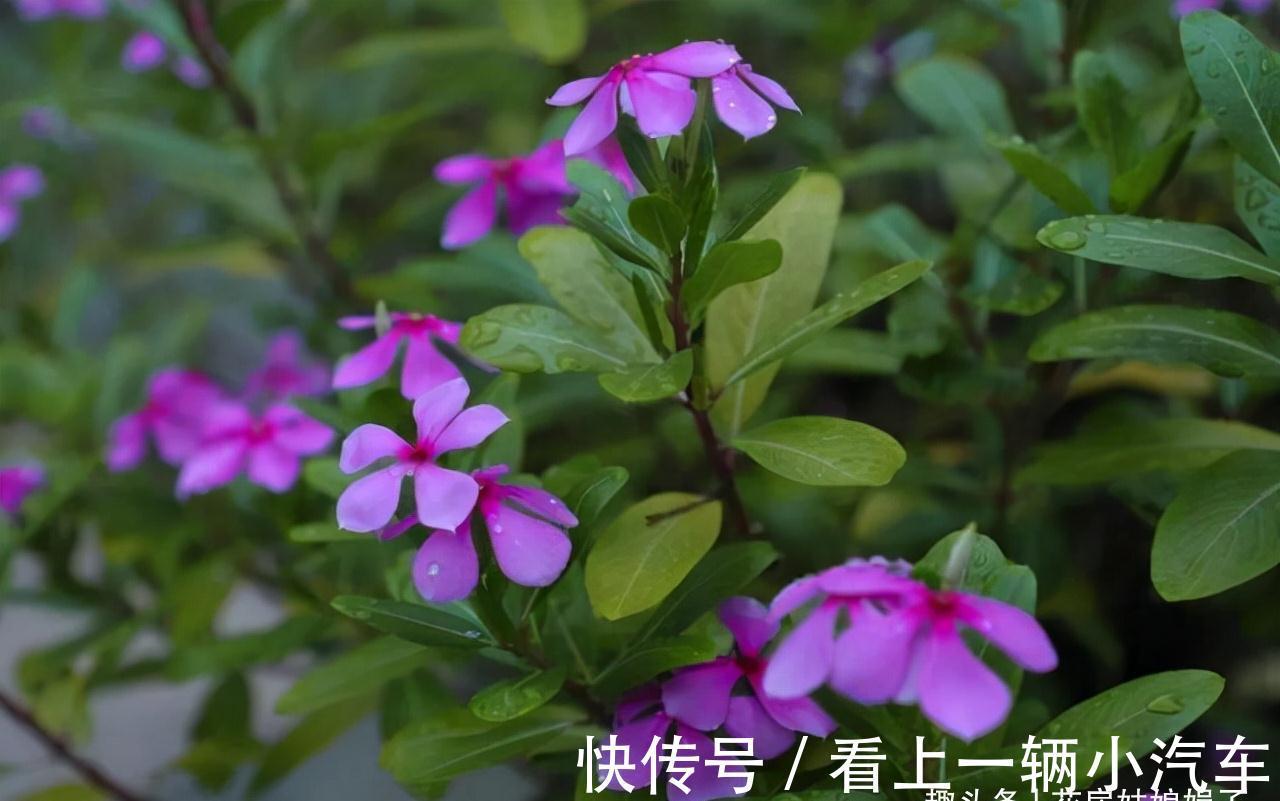 花期|这6种花在阳台很好养，只要有阳光就特别旺盛，花期长颜值还很高