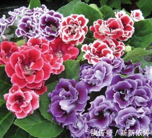 大岩桐|5种“阴暗花”,藏在角落里,年年自行繁殖,也能开成“仙花树”