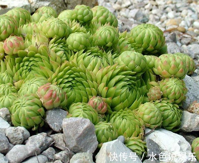 观音莲|丢在石缝中也能生长的多肉盆栽，大半年不管还爆盆，美极