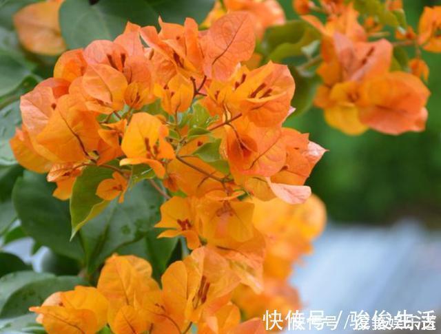 肥料|养三角梅,学会此“绝技”,想让它啥时候开花,任由你控制